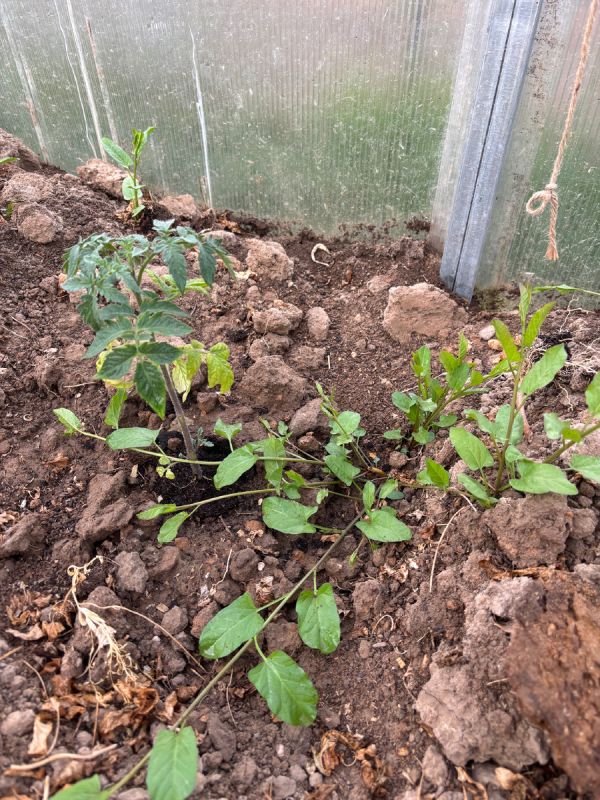 Проблема вьюнка: как с ним справиться?