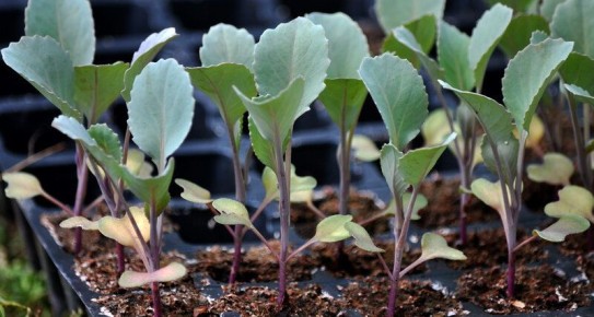 Как вырастить крепкую рассаду капусты: секреты успешного огородника