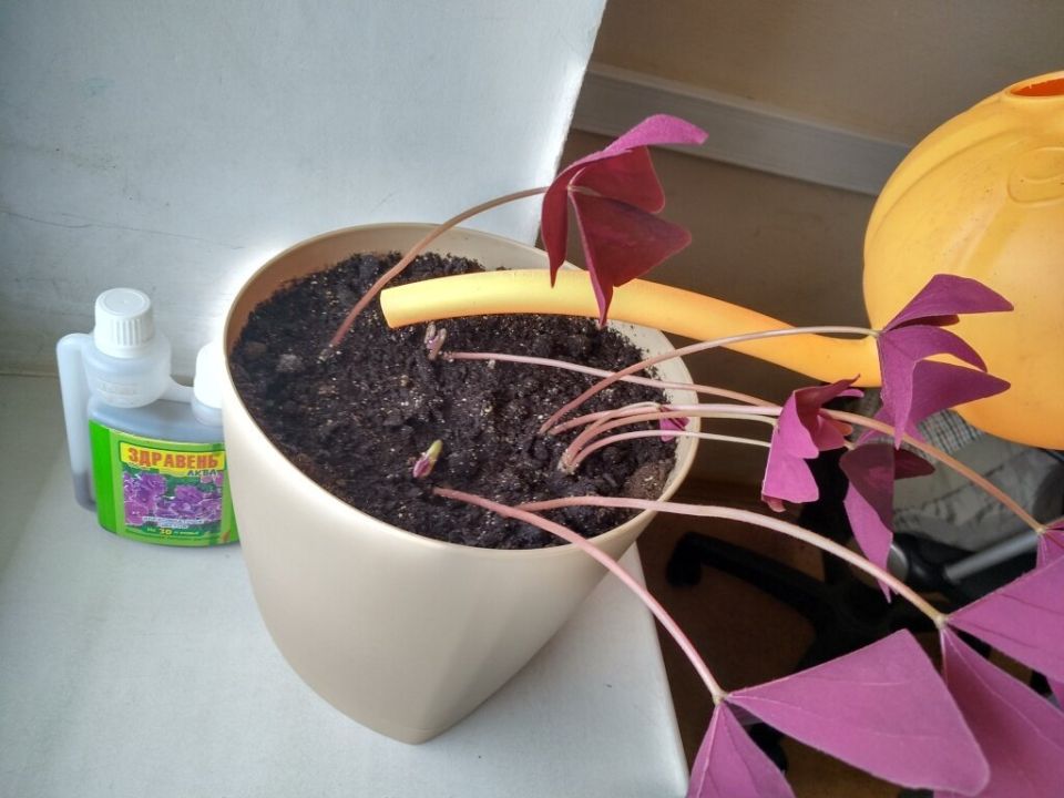 Уход за комнатными растениями зимой: советы по освещению, влажности и поливу