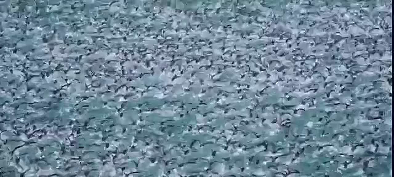 Продолжаем публиковать поздравления участников акции «МОЯ ЧУКОТКА»!