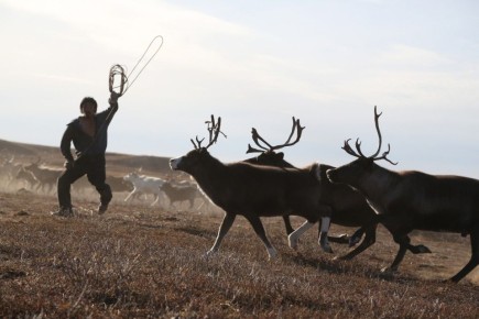 Средства государственной поддержки оперативно доведены на развитие агропромышленного комплекса Чукотки