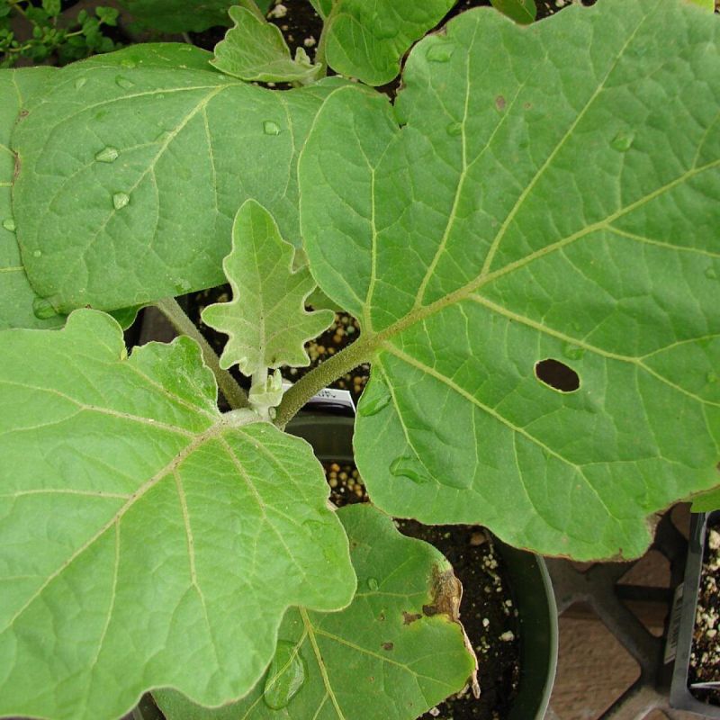 ������ ������ ����������: ��� �� �������� ������