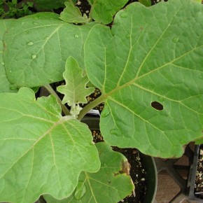 Ошибки полива баклажанов: как не потерять урожай