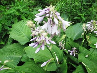 Пересадка хосты в августе: советы для успешного процесса