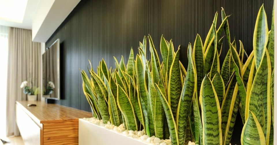 ���� ��� ����: 5 ��������� ��������, ������� �������� ����