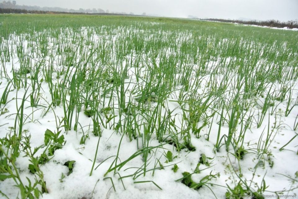 ������ ������ ���� ��������������� ������� ��� ������� ����