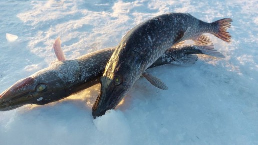 ������������� ������� ������� ��������� �������� �� ����� ���������� � 2026 ����