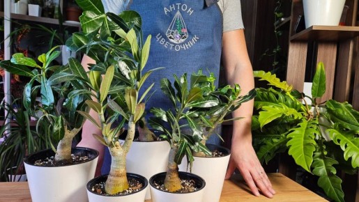 ��� �������� ����������: ��� ������� ���� � ������