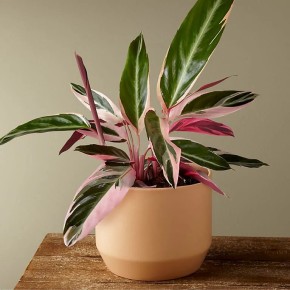 ������� ���������: ������� ��������� ����������� � �����