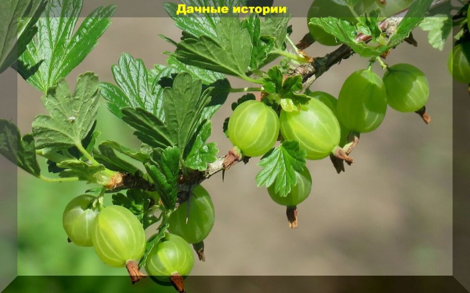 ��� ������ ��������� �� ������ �������� �����: �� � ������ ������������� ����������