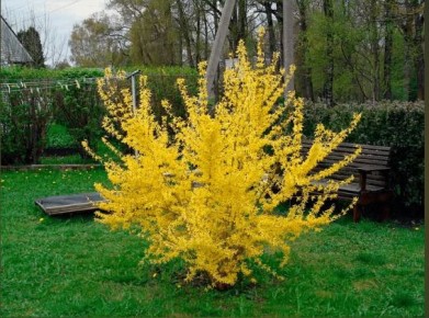 ��� ��������� ������������ ���������� � ��������� ��������� �������