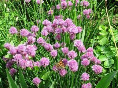 �����-���: ������� ������ � ���� �� ����� ������� ������ ����