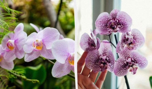 Как кормить орхидеи кофе, чтобы они росли большими и красивыми