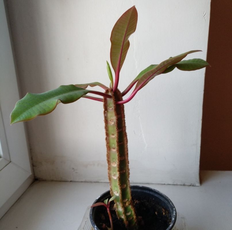 ��������� �������: ��� ��� ����� ����� � ��������������� ��������