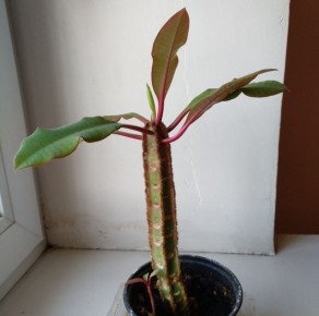 Необычный молочай: все что нужно знать о минималистичном растении