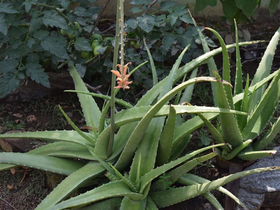 ������� ���������: 4 ��������, ������� ������� ������ � ����� ����