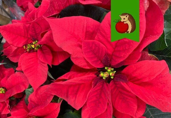 ��� ������� ���������� �� ����� �����: ������� ��������� �����