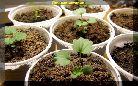 Возрождение традиций: выращивание садовой земляники из семян