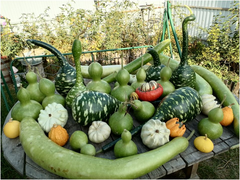 Лагенария: как вырастить уникальный овощ с непревзойденными плодами