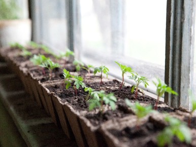 Огуречный бум: какие сорта выбирать в 2026 году