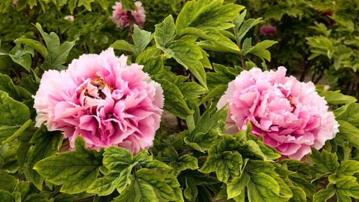 ������� ������� ������� �� ������� ����� � ������� � �������: ���� ����� �� ���������