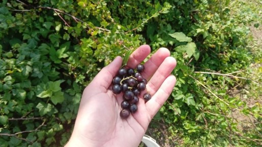 Как ухаживать за смородиной в октябре: советы и идеальные сорта для всех регионов России