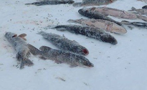 �� ������� ������������ ������ ���������� ��� ������������� ����������� � 2026 ����