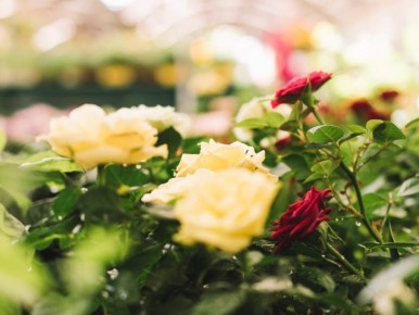 ������ ���� �� ������: ������ �� ����� � ��������