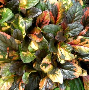 ������������ ��������� ����: ��������, ������� ����� ������� �������