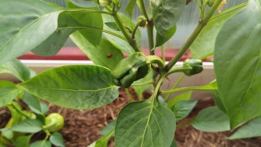 ������� ��������� ������ �������� �����: �� ����� �� ��������� ������������