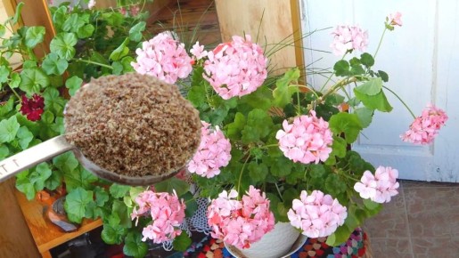 ��� ���������� ������ ������ �����: ������ ��������� �����