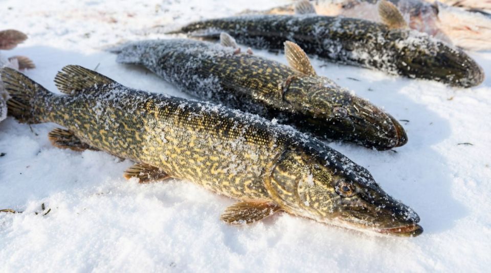 На Чукотке увеличены квоты на традиционный вылов белорыбицы в 2026 году