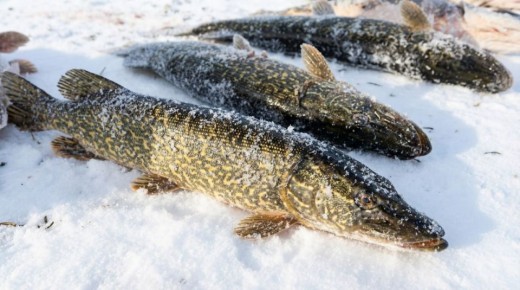 �� ������� ��������� ����� �� ������������ ����� ���������� � 2026 ����