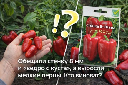 ������ ����� �� ������������� ���������?