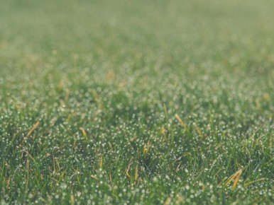 ������ ���� �� �������: �������� �������