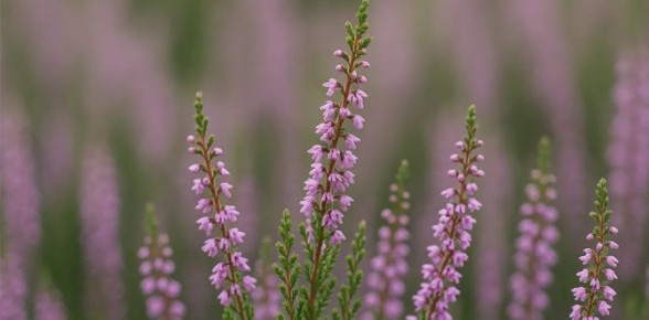 ������: ��������� ����, ������� ������ ��� ���