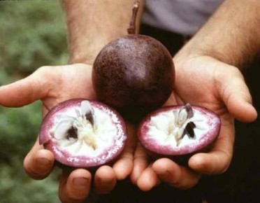 Что скрывает звездчатое яблоко: история его непризнания конкистадорами