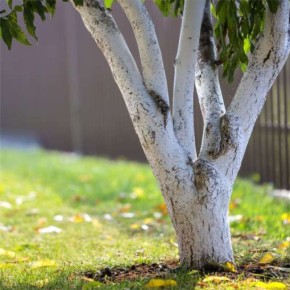 Эффективные способы побелки деревьев для защиты на весь сезон