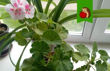 ��� ����� �������� ������ ������: ���-5 ������ �����