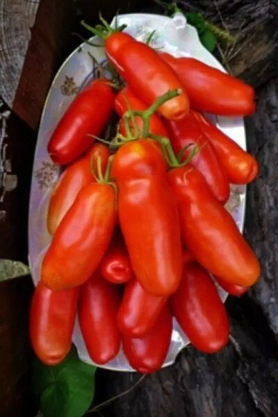 Томат Забава: простая надёжность урожая и удобство консервации