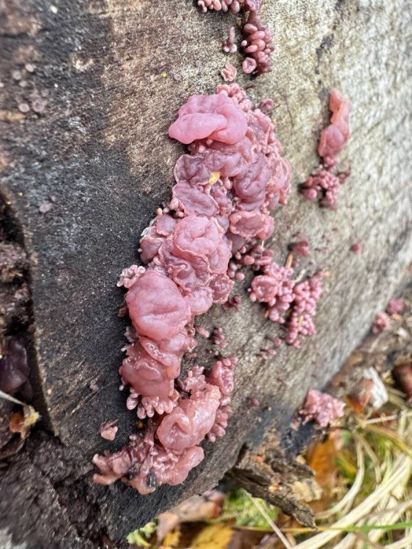 Редкий гриб на Лосином острове удивил необычным видом и настойкой