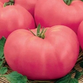 ����� ����� �������: �������� � ������� ����� � ������� �� ������ �����