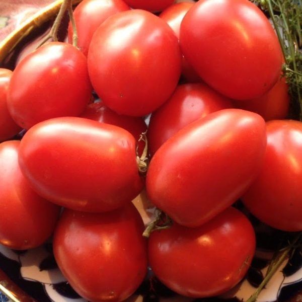 ����� ���� (����): ��������� ������ �� ������ � ������� ������