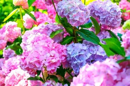 Как изменить оттенок лепестков гортензии: спокойное руководство по уходу за цветком