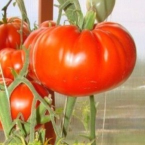 ����� ������� �������: ������� �������� ����� �� ����� ��������� ����������