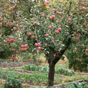 ������-�����������: ��� ������� ������, ������� �������� ��������� �� ����������