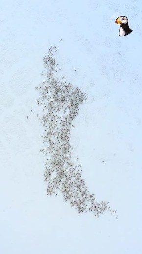 Оленевод — это не профессия