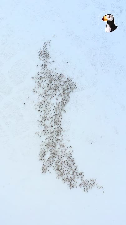 Оленевод — это не профессия