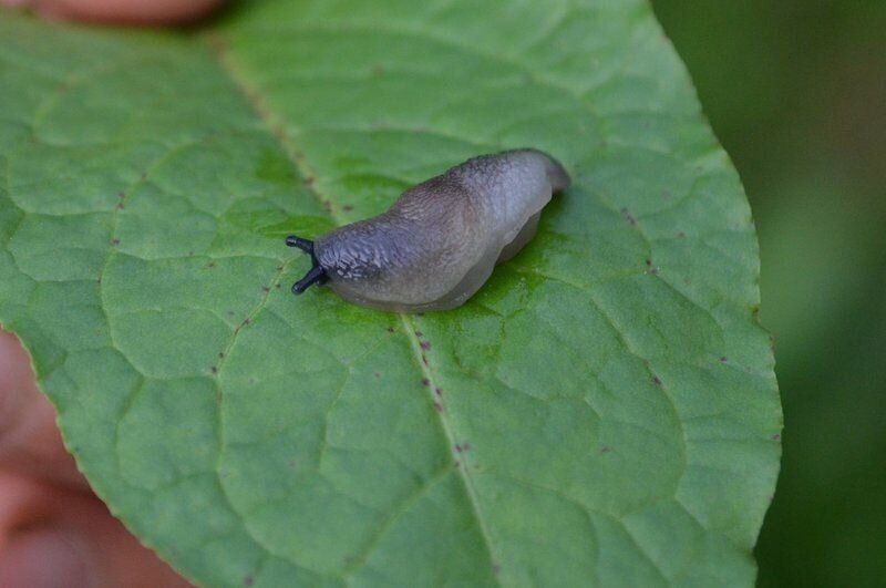 Как победить слизней на огороде: простые приёмы и осенние прицелы