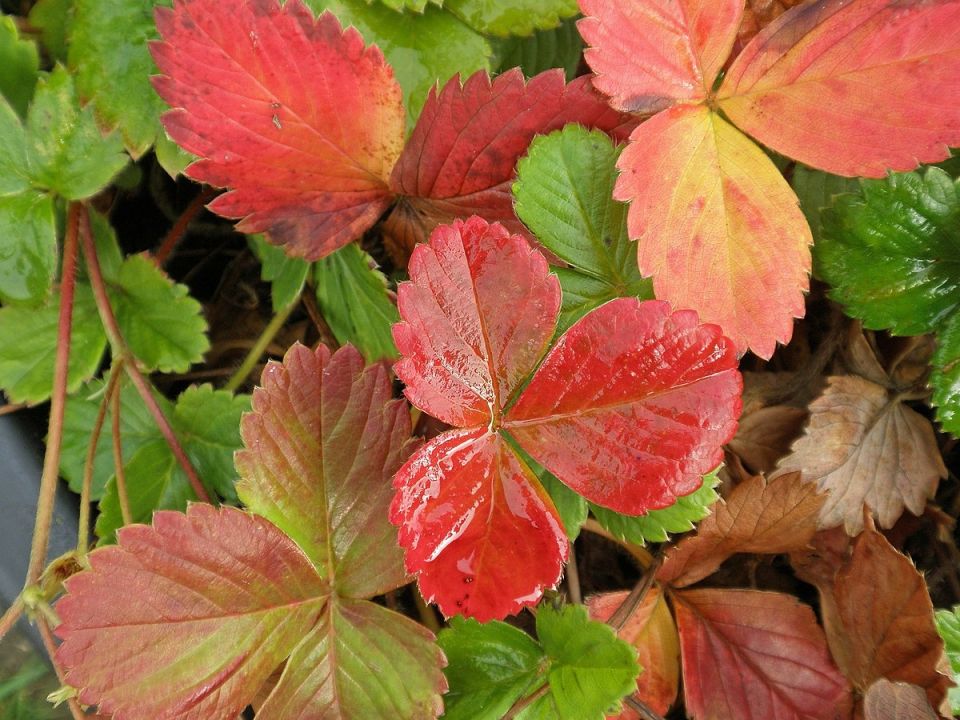 Когда у клубники краснеют листья: что это значит и как быстро помочь кустам